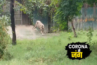 CZA India issues advisory to protect all zoos from Corona virus