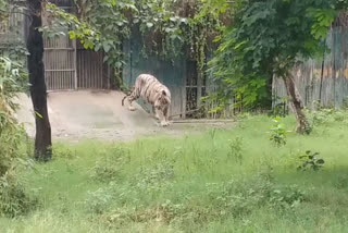 Zoos across India put on high alert after tiger tests positive for COVID-19 in US