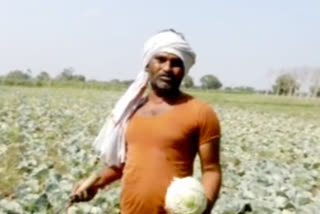 yavatmal farming news