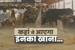 हिंगोनिया गौशाला, cows of Hingonia Gaushala, Hingonia Gaushala, जयपुर की खबर