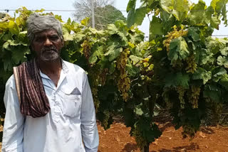 Destroy grape crop in Bagalkot