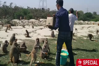 dheeraj pathak feeding animals in bareilly