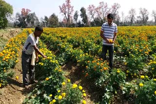 flowers-farmers-are-in-loss-due-to-lockdown-in-shahdol