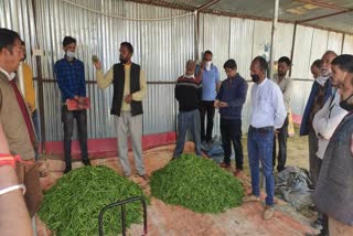 Peas auction in mandi in Karsog