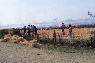 Fire in wheat field due to short circuit in Neemuch