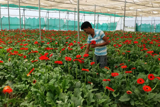 farmers-cultivating-flowers-are-suffering-due-to-lockdown