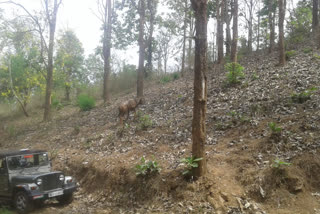 Sahyadri Tiger Project