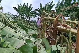 തലസ്ഥാനത്ത് വ്യാപക കൃഷി നാശം  heavy rains wreak havoc on farm in the trivandrum  തിരുവനന്തപുരം വാർത്ത  തിരുവനന്തപുരത്ത് കനത്ത മഴ  farmers from trivandrum  vellayano agriculture university