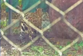 COVID-19: Lucknow Zoo takes precautionary measures for staff  animals  ലഖ്‌നൗ  കൊറോണ വൈറസ്