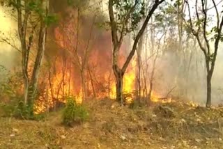 kattale forest in fire