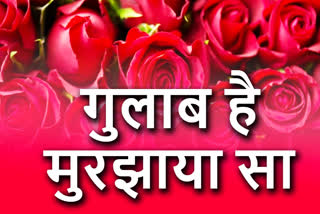 Rose flower is not selling due to lockdown in ranchi