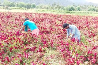 வேதனை தெரிவிக்கும் விவசாயிகள்