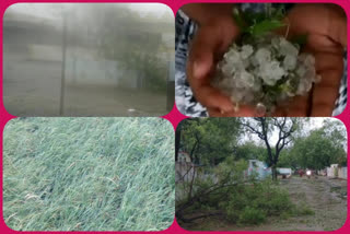 Farmers lossed the crop due to heavy rain at b.koduru in kadapa