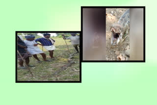 Python  at pogari in srikakulam