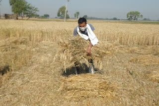 कोरोना के भय के बीच खेत-खलिहान में काम जारी