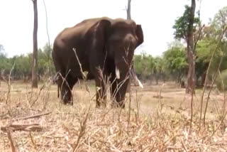 Lockdown impact on Dubare elephant camp