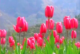 tulip garden