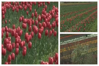 Srinagar's Indira Gandhi Memorial Tulip Garden is in full bloom but without any visitors due to the Coronavirus lockdown.