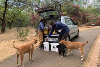 Mohit chauhan feeding stray dogs