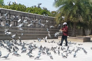 Shiva Pratap came to  aid of birds in lockdown and he has pledged not to starve the birds.