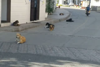 Stray dogs in CP during lockdown