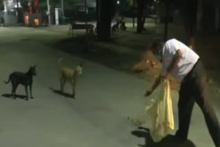 doctor Golu Singh is feeding the dogs in Ratlam