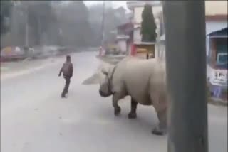 Rhino came out from national park in nepal