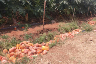 loss-of-papaya-grower-in-yadagiri