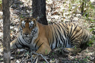 Zoos in Telangana asked to be high alert after tiger tests positive for Covid-19 in US