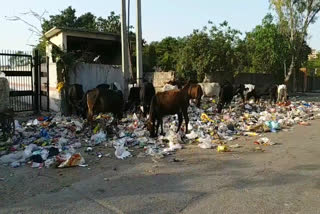 Piles of garbage and stray animals gathered at Syed Nangloi village