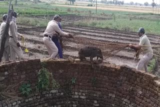 4 wild animals fell into the well