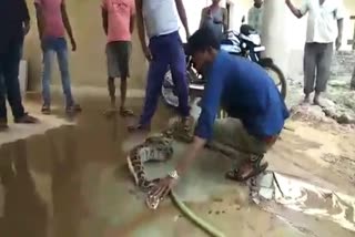 10-foot-long snake rescued