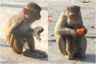 friend team from karimnagar feet food to monkeys in kondagattu