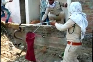 The forest department rescued the black cobra and left it in the forest.