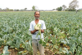 Vegetable rotting in the field