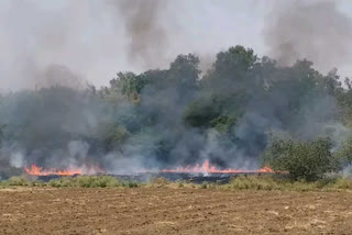 despite of administation instruction farmers of ratlam is burning extracts of wheat crops in the feild