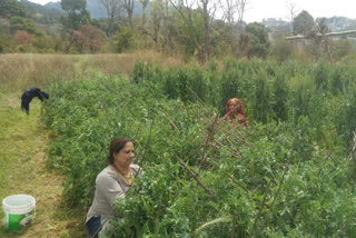 Farmers and agricultural workers