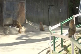 Monkeys of Himachal Pradesh have started migrating