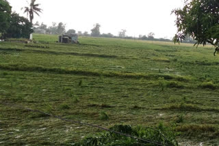 Rainfall in Gangavati Taluk of Koppal