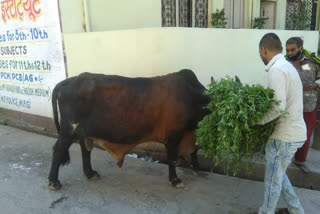 Ujjain divisional commissioner Anand Kumar Sharma gave instructions to make straw arrangements for the bovines