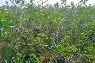 The bear attacked the woman after entering the village