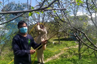 gardeners tension due to reduced flowering on apple plants