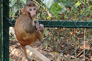 Amid corona outbreak, 15 monkey deaths create alarm in UP