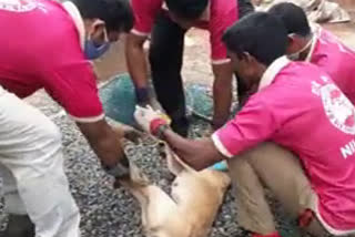 emergency  rescue force  great job  റെസ്ക്യു ഫോഴ്സ്  എമർജൻസി  ആരോഗ്യവകുപ്പ്  നിലമ്പൂർ  നായകൾക്ക് ഭക്ഷണം