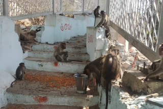 symbolic Hanuman Jayanti celebration of feeding monkeys