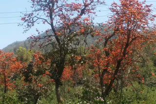 The red flowers of Palash are spreading beauty in latehar