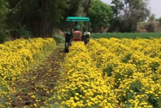 flowers farm loss