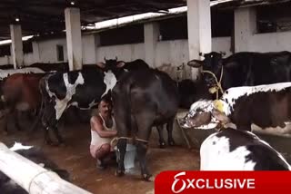 The price of animal feed has increased due to the lockdown in ranchi