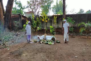 Sarhul festival celebrated in jashpur