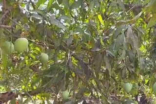 Mango harvest Leber not available at lockdown period at ratnagiri district